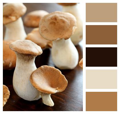 Mushrooms Boletus Homegrown Image