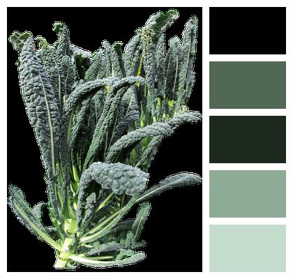 Organic Kale Vegetable Image