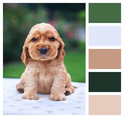 English Coker Spaniel Image