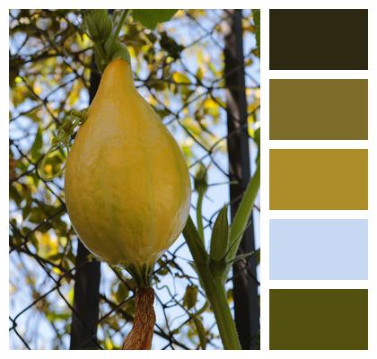 Yellow Squash Pumpkin Image