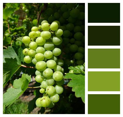 Vine Fruit Grape Image