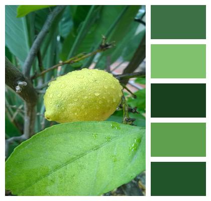 Lemon Raindrop Fruit Image