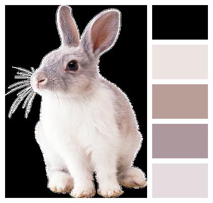 Nature Animal Rabbit Image