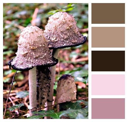 Mushroom Fungi Toadstools Image