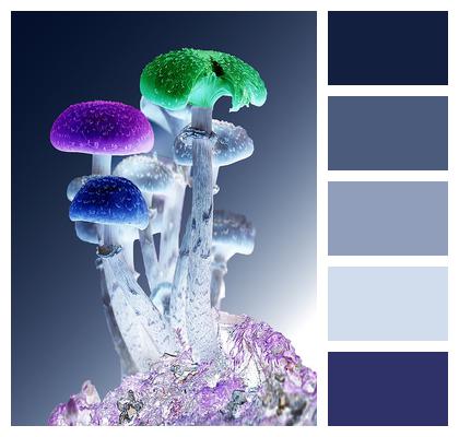 Photoshop Psychedelic Mushrooms Image