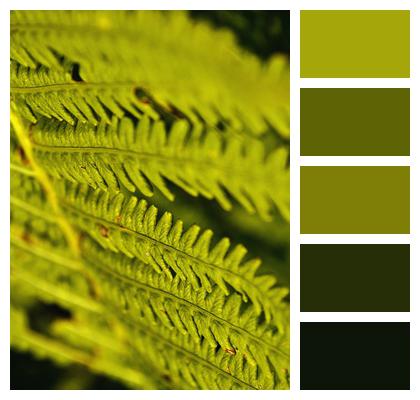 Plant Green Fern Image