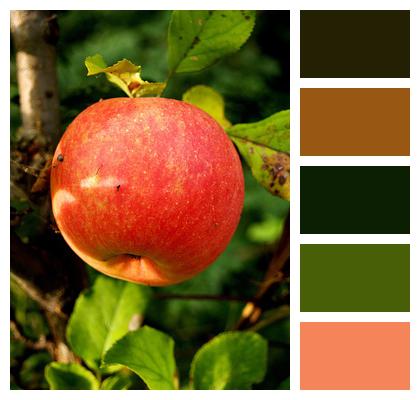 Autumn Apple Fruit Image
