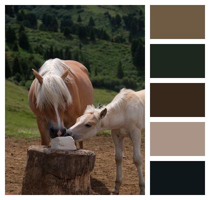 Horses Avellino Nature Image
