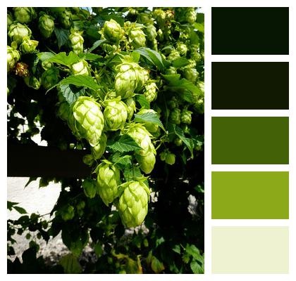 Beer Umbel Hop Image