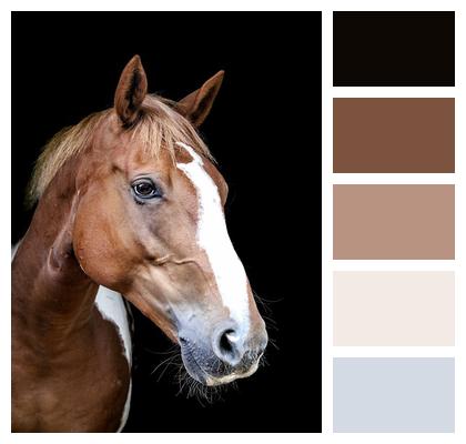 Horse Animal Equine Image