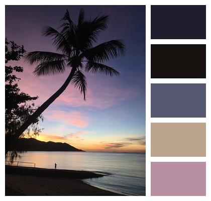 Palm Coconut Sunset Image