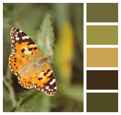 Orange Butterfly Wing Image