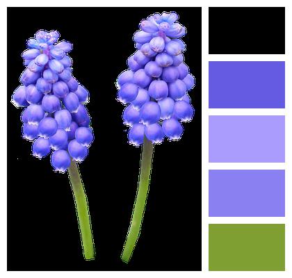 Bulb Hyacinth Blue Image