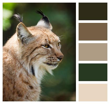 Wildlife Animal Lynx Image