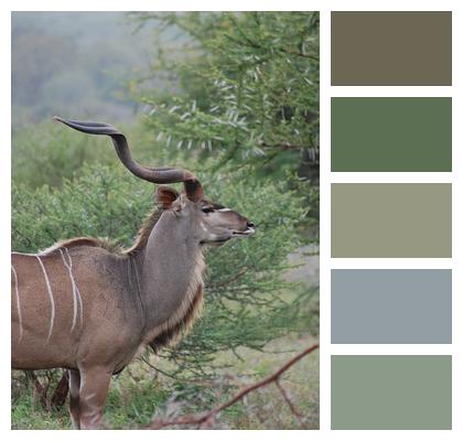 Kudu Horns Africa Image
