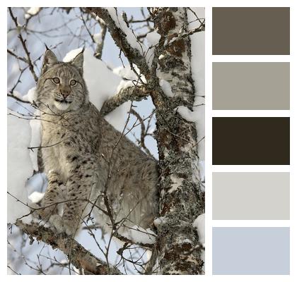 Snow Cat Lynx Image