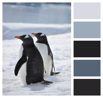 Antarctica Penguins Bird Image