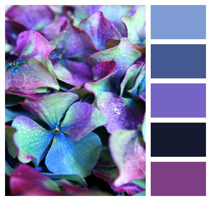Purple Hydrangea Multicoloured Image