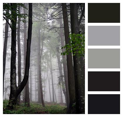 Fog Forest Trees Image