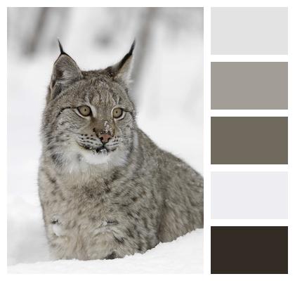 Snow Lynx Nature Image