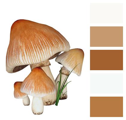 Fungi Isolated Mushrooms Image