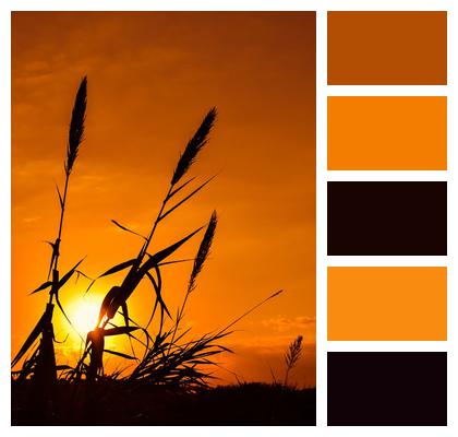 Reeds Sunset Sun Image