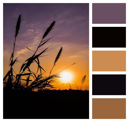 Reeds Sun Sunset Image