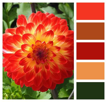 Orange Nature Dahlia Image