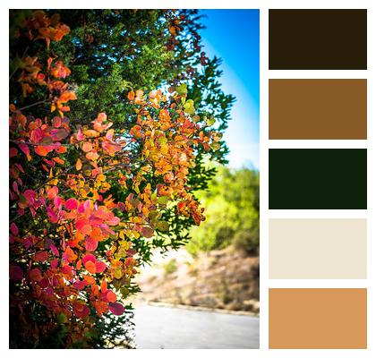 Autumn Tree Colors Image