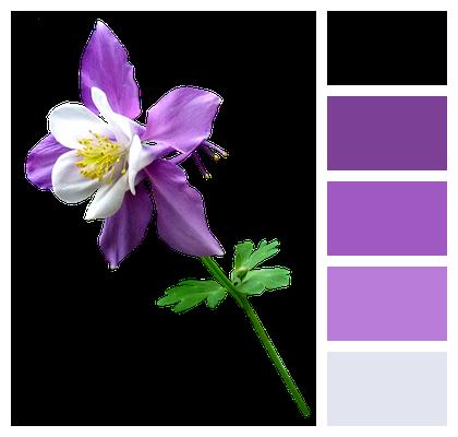 Purple Stem Flower Image