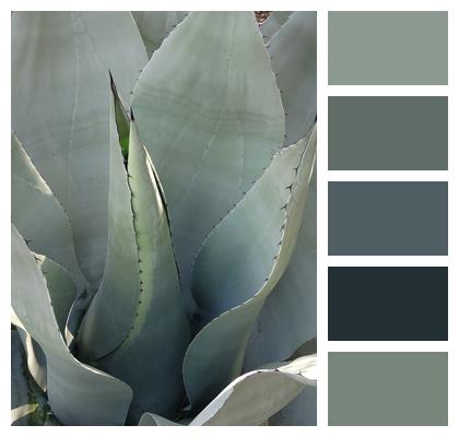 Agave Plant Succulent Image