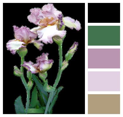 Mauve Iris Plant Image