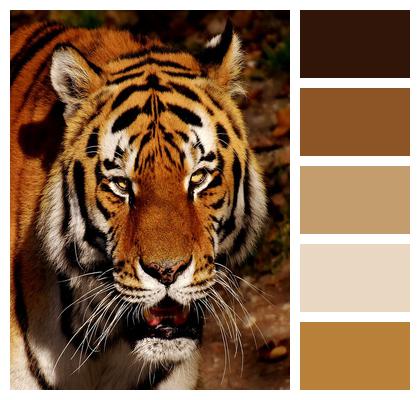 Predator Fur Tiger Image