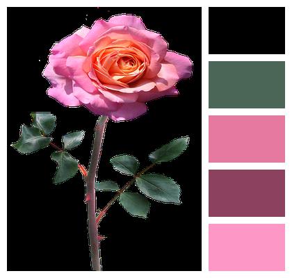 Pink Stem Rose Image