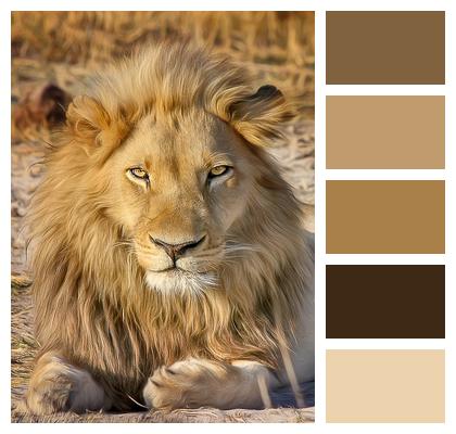 Africa Safari Lion Image