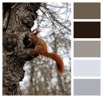 Nature Animal Squirrel Image
