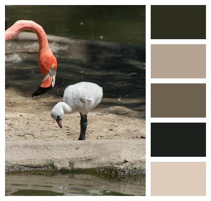 Fledgling Flamingo Mother Image