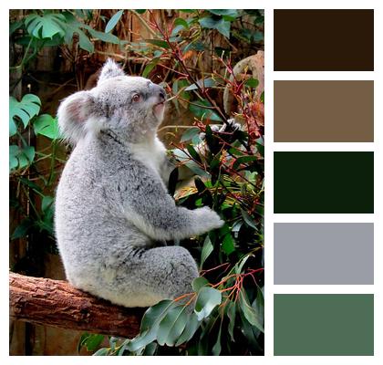 Animal Cozy Koala Nature Zoo Eucalyptus Cute Image