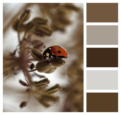 Seeds Neutral Neutral Ladybug Image