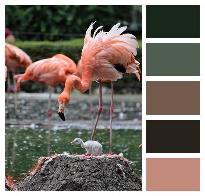 Flamingo Animal Zoo Image