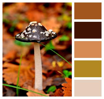 Nature Mushroom Thrace Image