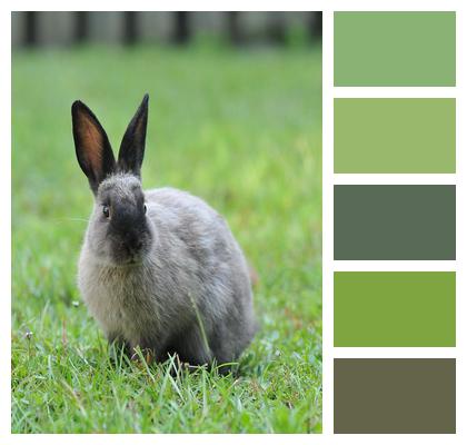 Easter Rabbit Bunny Image