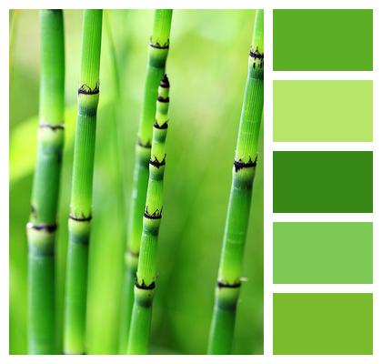 Nature Bamboo Green Image