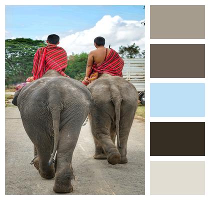 Thai Going Elephants Image