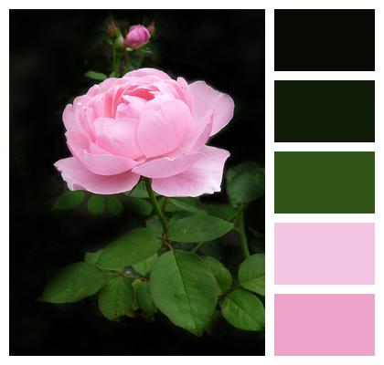 Rose Stem Pink Image