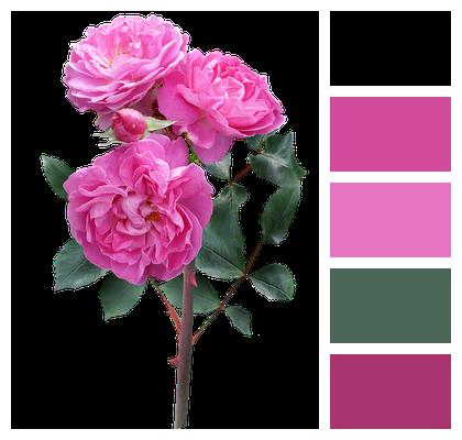 Flower Rose Stem Image