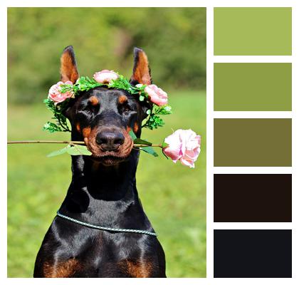 Rose Doberman Dog Image