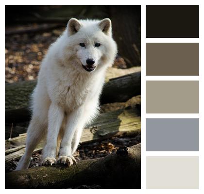 Nature Mammal Wolf Image