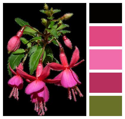 Fuchsia Pink Flower Image