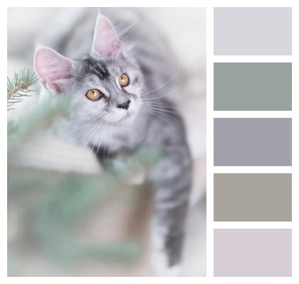 Silver Cat Grey Image